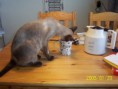 /album/bildgalleri/a100-0480-kaffet-och-prince-jpg/